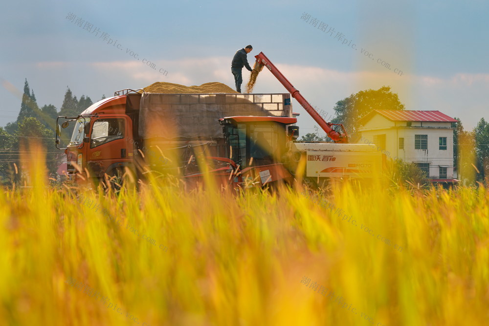 农业  稻谷   丰收   丰景   收割  收割机  机器  科技  农田  水稻  晚稻