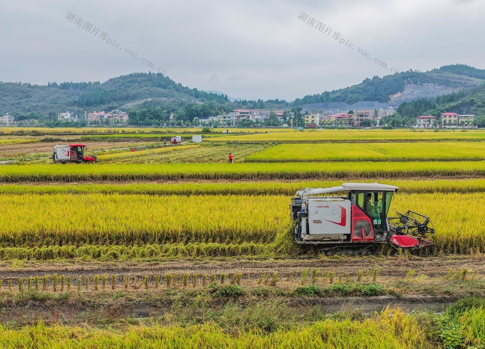 湖南道县：霜降至 农事忙