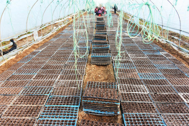 霜降  大棚蔬菜  春辣椒  软盘育苗