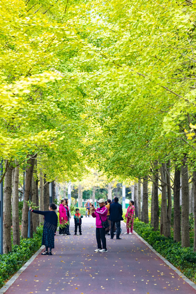 银杏  秋天  湘西  游人 