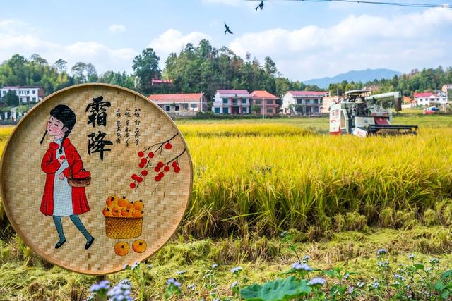 粮食生产  晚稻  秋收  丰收  霜降