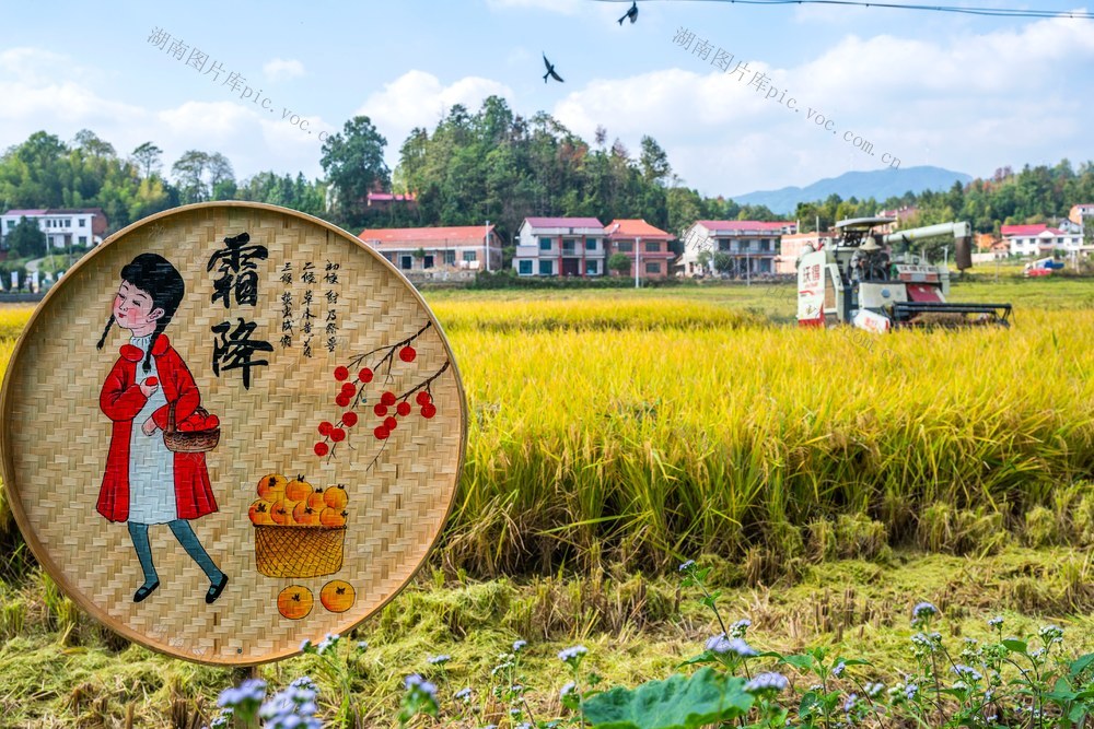 粮食生产  晚稻  秋收  丰收  霜降