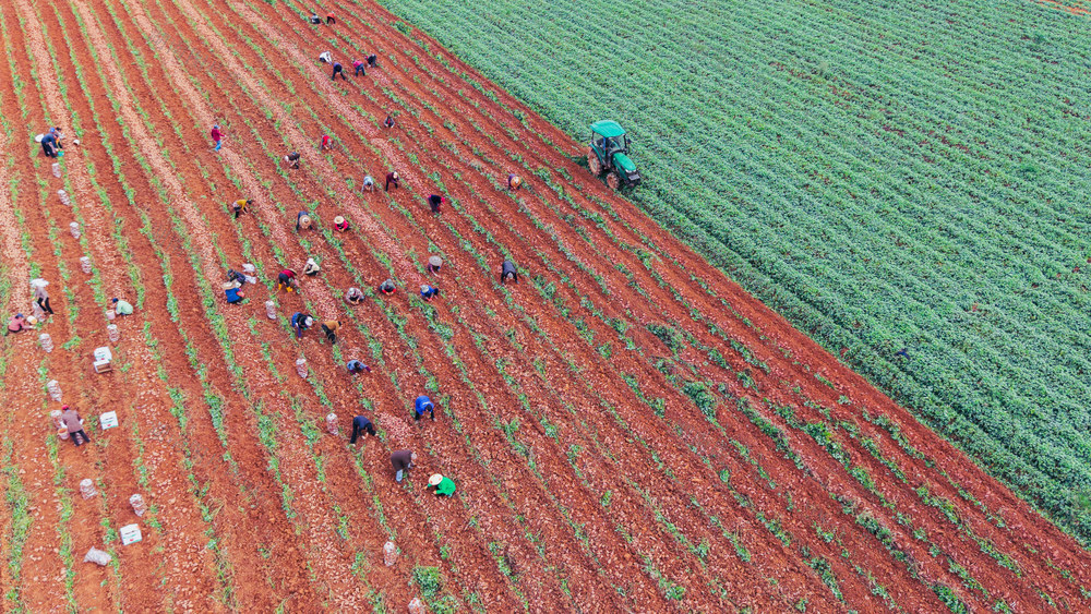 农业 红薯 霜降