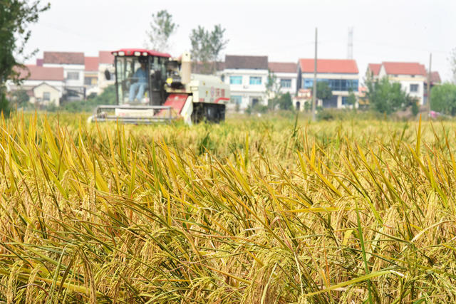 深秋  雨季  晴日  晚稻收获  收割机