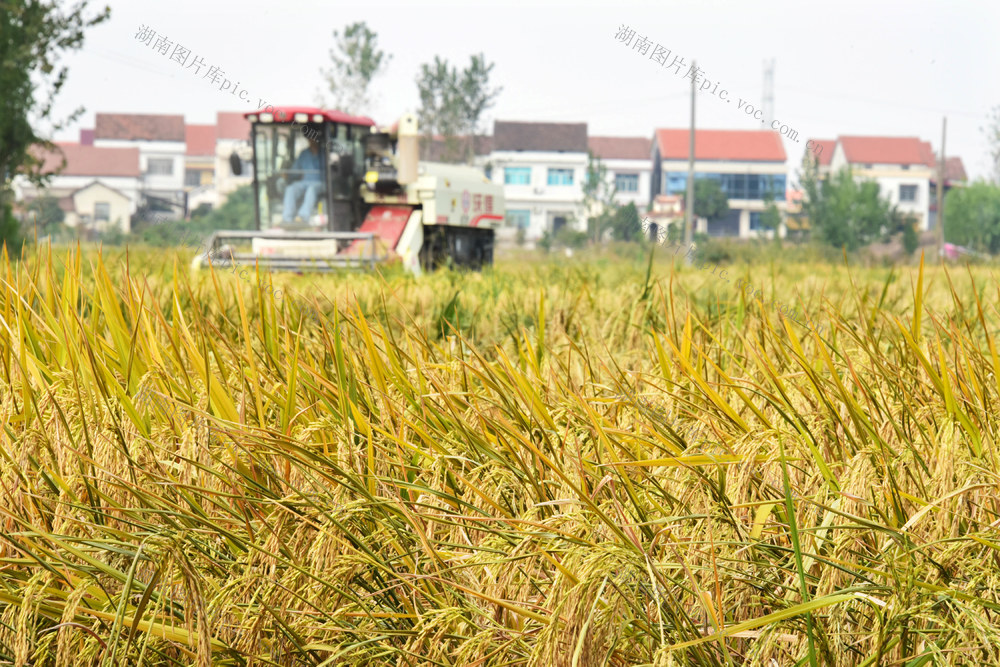 深秋  雨季  晴日  晚稻收获  收割机