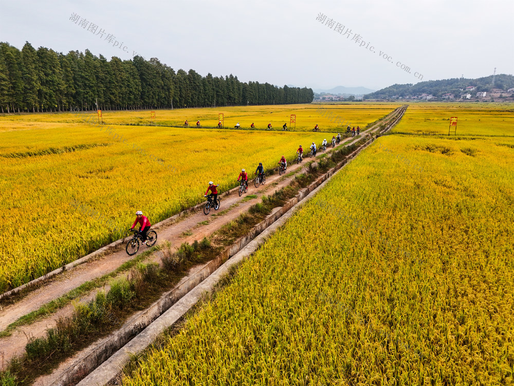 水稻  金黄  丰收  田园  风光  风景