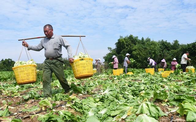 采收芥菜直供粤港澳