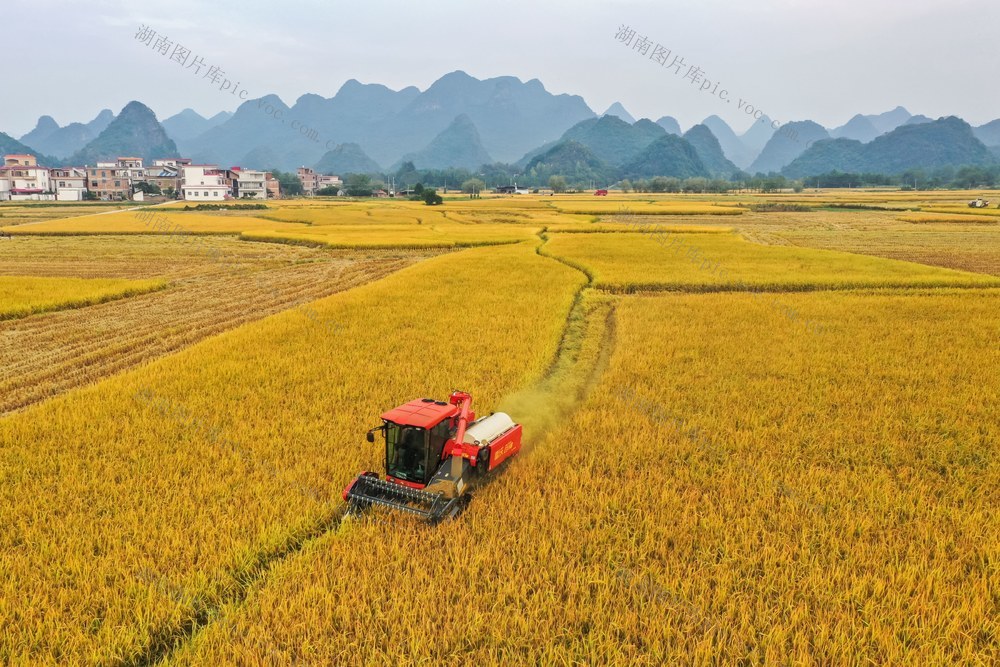 晚稻 水稻 粮食 农业 种植 丰收 田间 农机