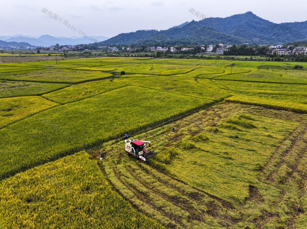 秋景  田园秋色   金色田园  收割