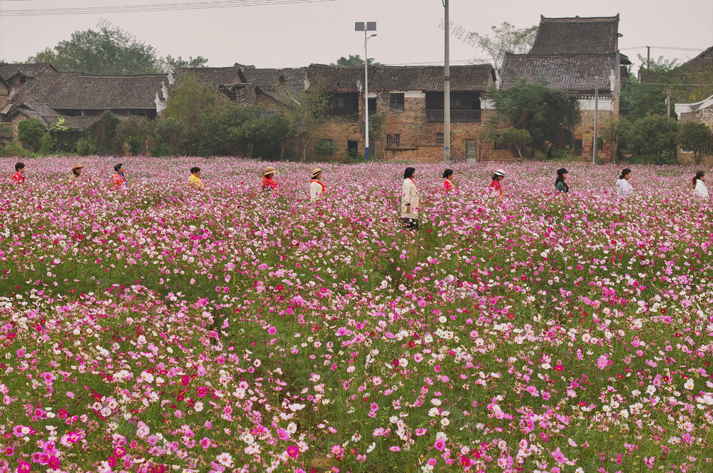 秋色,,格桑花,天气,美景,古村,,出游