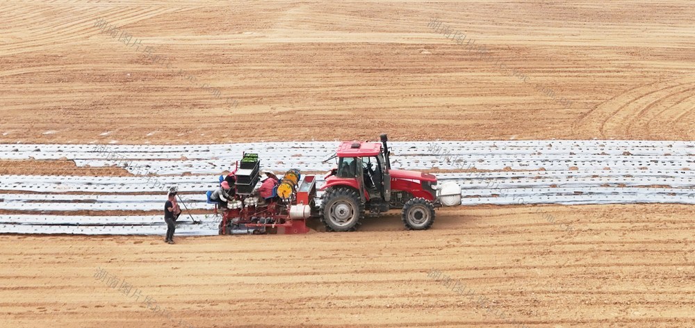   机械移栽  省力增效