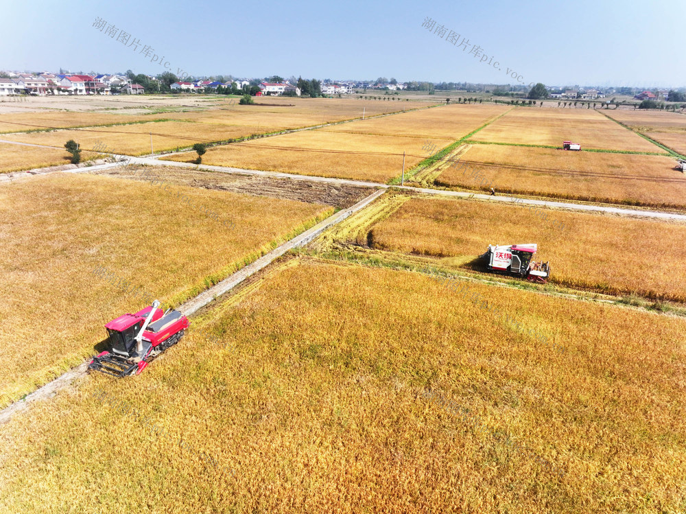 高标准农田  粮食生产  晚稻种植  收割机
