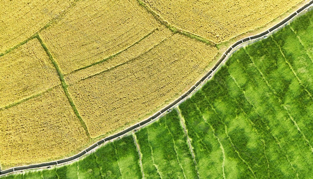 金色稻田 宛如画卷