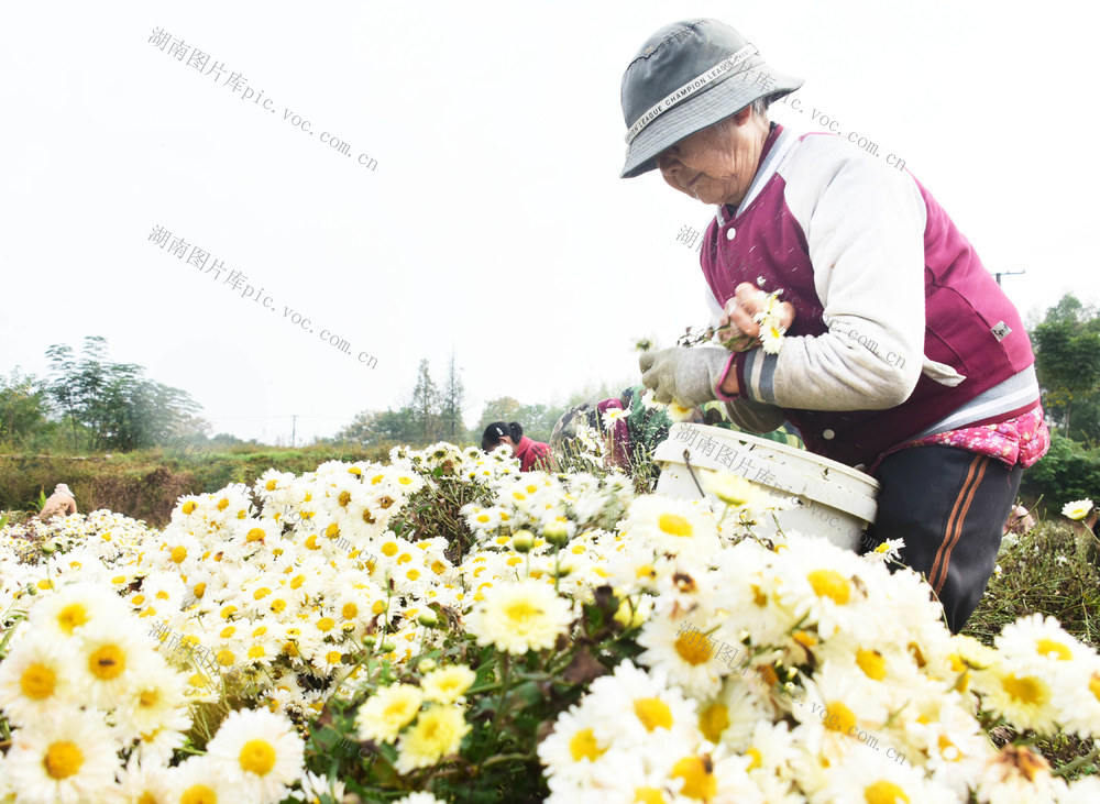 经济  农业  菊花种植  采收  加工