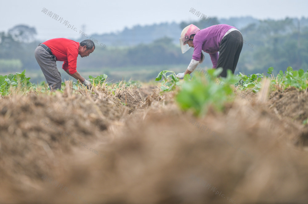 湖南道县：秋冬地不闲 油菜种植忙