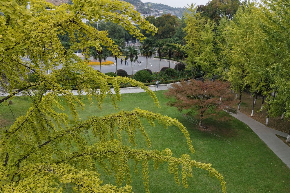 秋天 银杏  大学  校园  美妙 图画  行走  学生 休闲  金灿灿