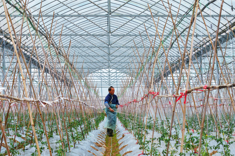 嘉禾：蔬菜基地农事忙