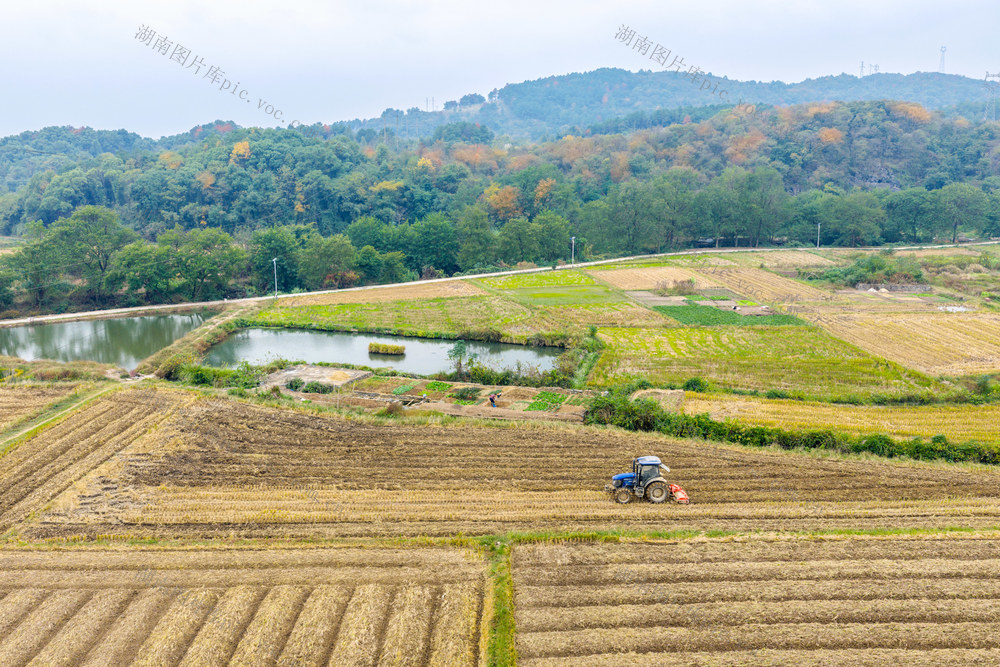 “三冬”生产  冬种  油菜