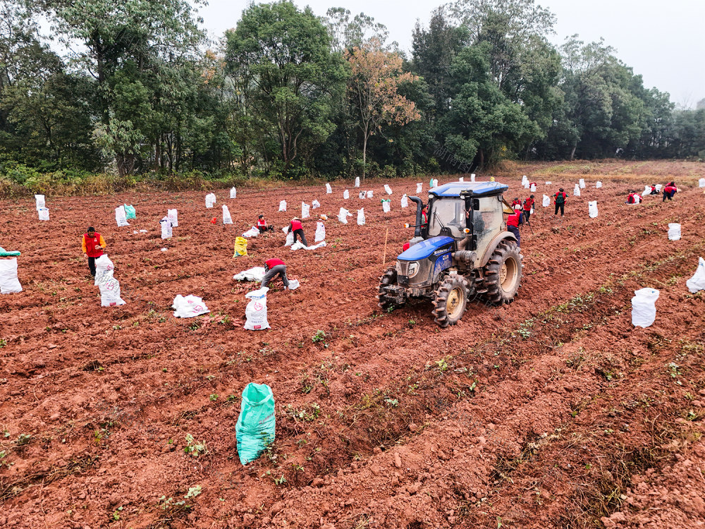 红薯  丰收  采挖  产业  三农   种植