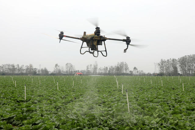 种菜 新农人  乡村振兴