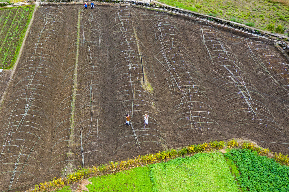 农业  深秋  农民  农事  湘西 