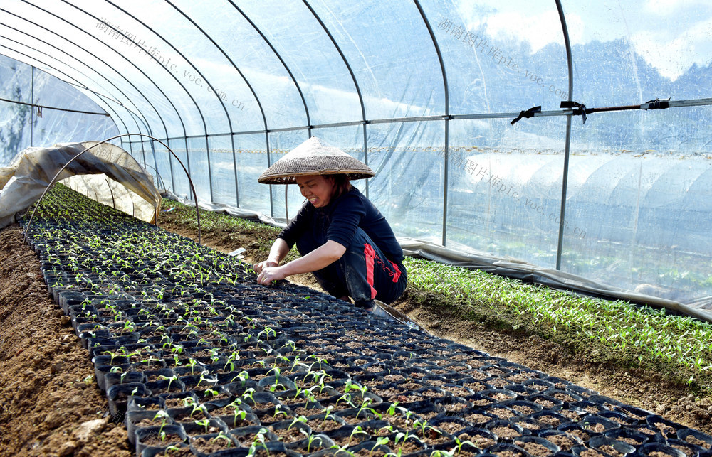 秋冬 播种 采收 农民