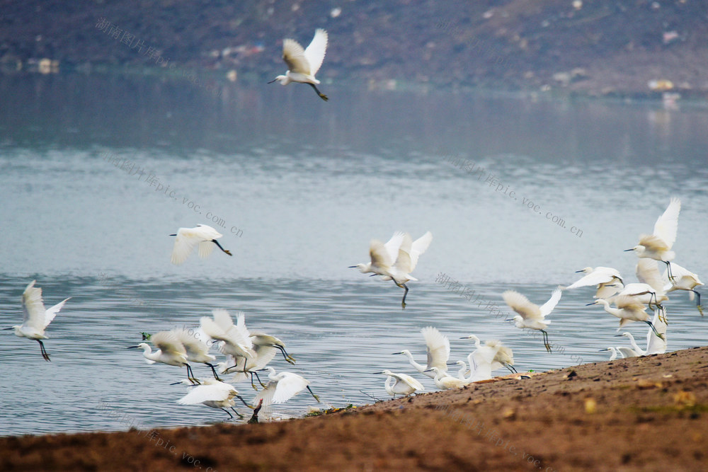 嘉禾：迁徙鸟儿舞翩跹