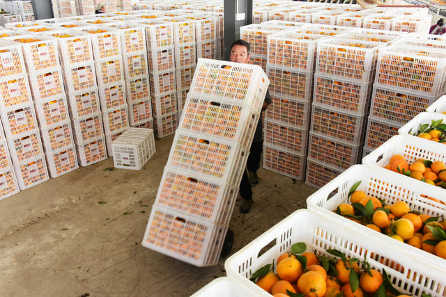 经济  水果生产  柑橘种植  采摘  装箱