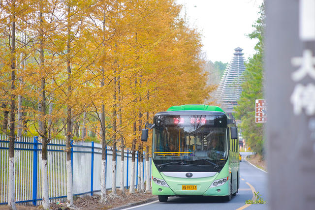 公路、交通、水杉、自然、农村