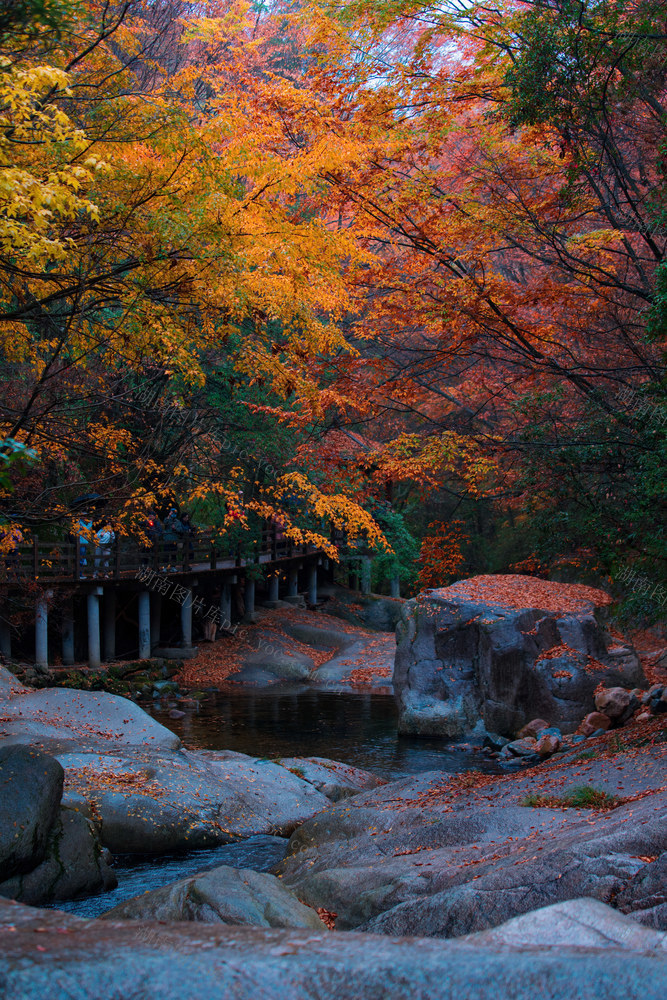 光雾山 红叶 光雾山秋色 秋天 枫叶 川西秋色 溪流 风光 风景 自然风光