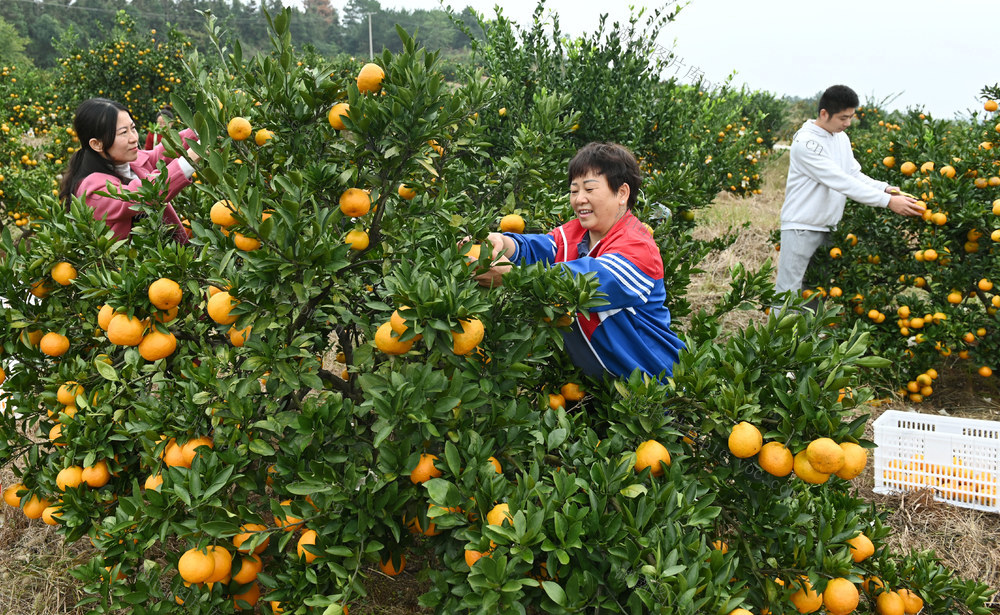 立冬，节气，农事，采摘，柑橘，橘园，农民，农忙，市场，水果，农业  农村 丰产  农时
