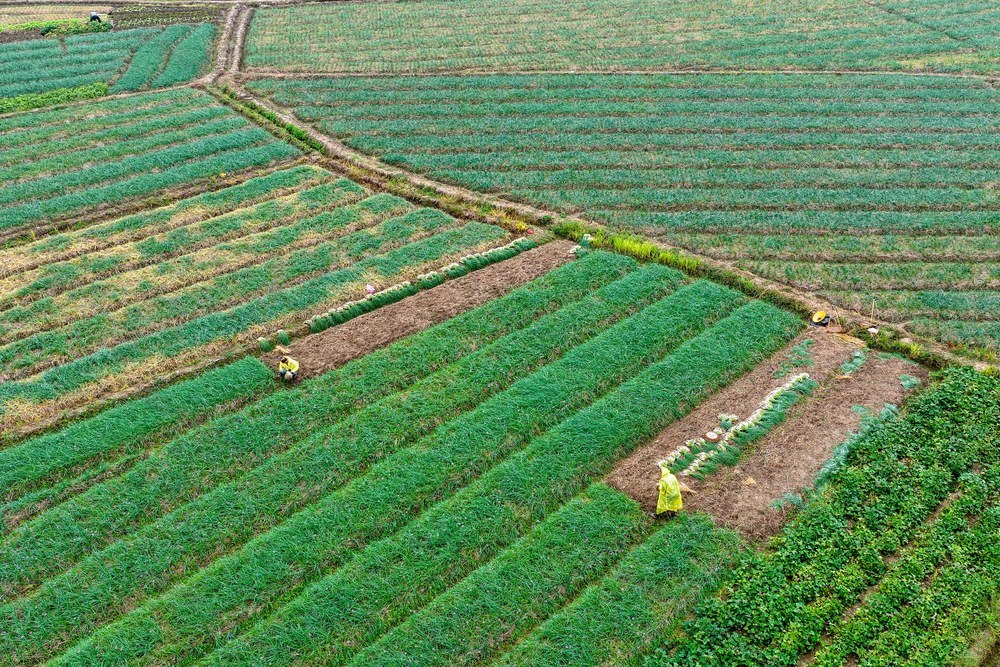 湖南道县：立冬至 农事忙