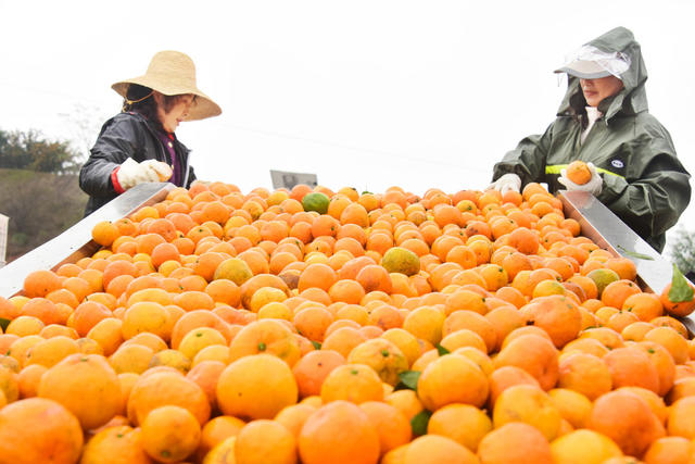 二十四节气  立冬  农事  柑橘采收
