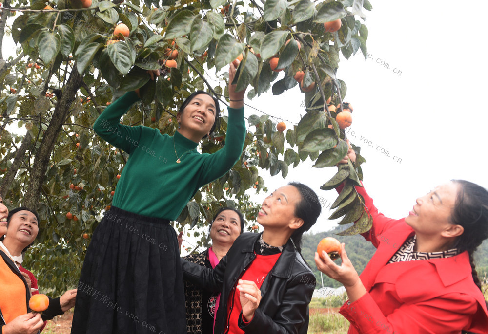 嘉禾：房前屋后果飘香