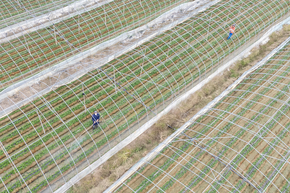娄底 立冬 草莓 管护 增收 丰产