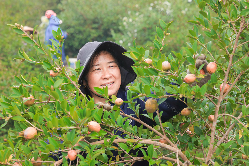 特色农业  油茶  采摘  晾晒  增收致富  乡村振兴