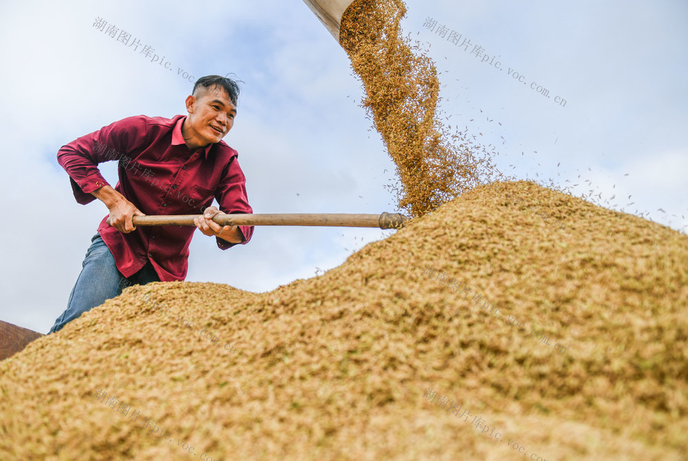 立冬
节气
晚稻
