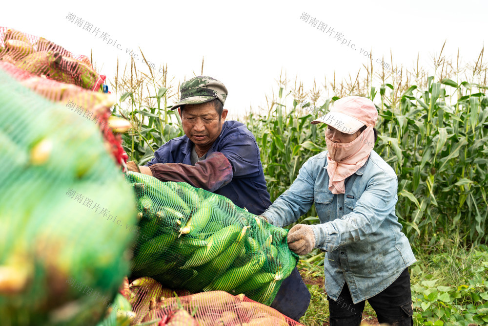 农业 立冬 玉米丰收 旱地轮作