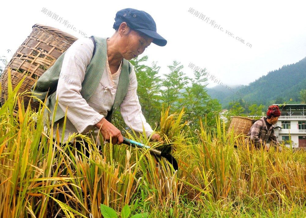 拾穗  湖南 妇女 风景