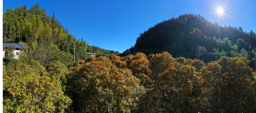 湖南桂东 桂花 寒 馨香 城乡
