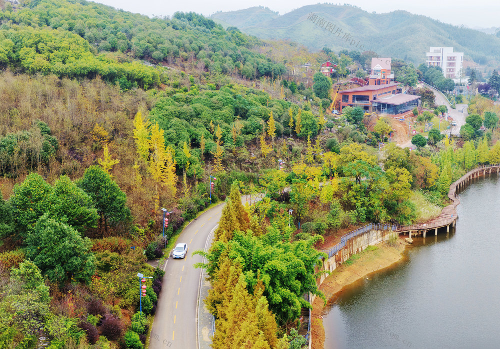 嘉禾：银杏黄  乡村美