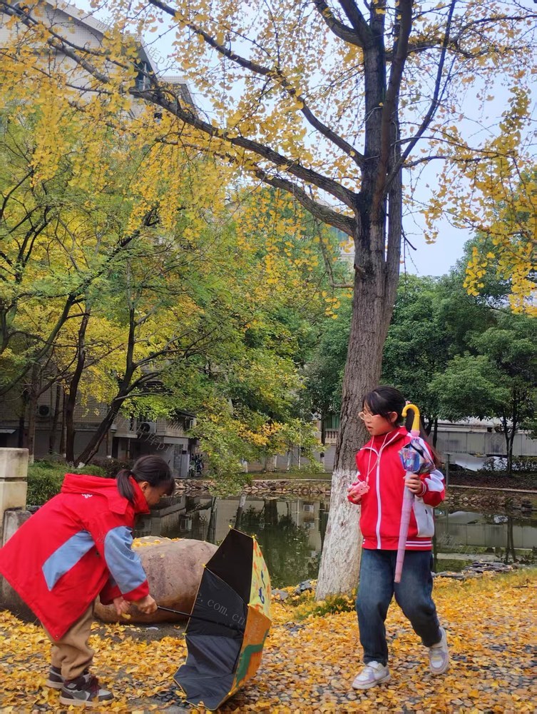 秋天  秋景  银杏
