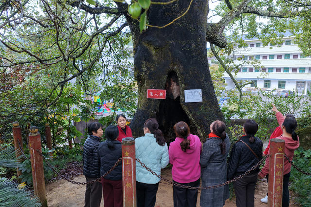 湖南桂东 红色文旅 伟人树 游客
