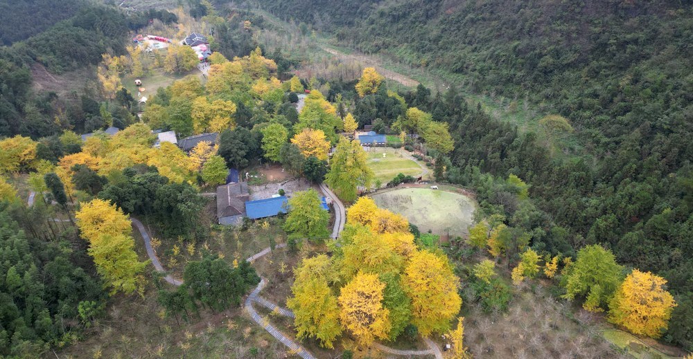 满城尽带黄金甲