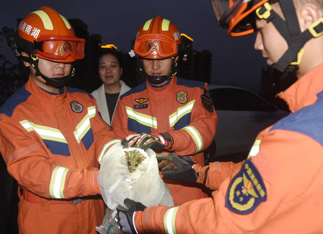 嘉禾：放生斑林狸