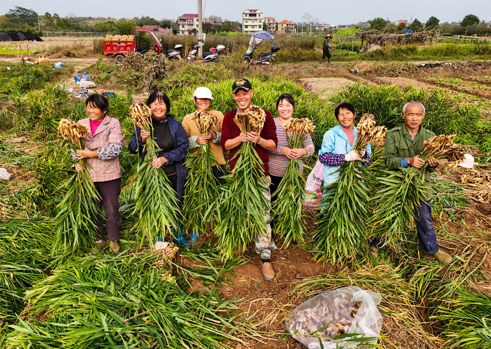生姜  收获   种植  农场  田园  三农  产业