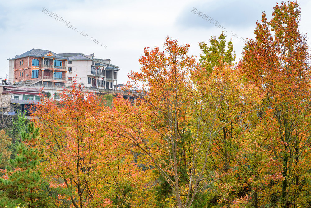 初冬时节    乡村红枫    乡村美
