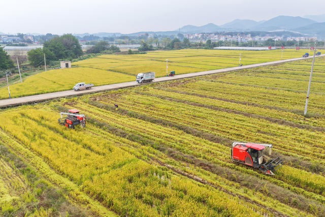 嘉禾：抢收晚稻
