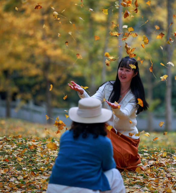 银杏叶金黄灿灿吸引游人