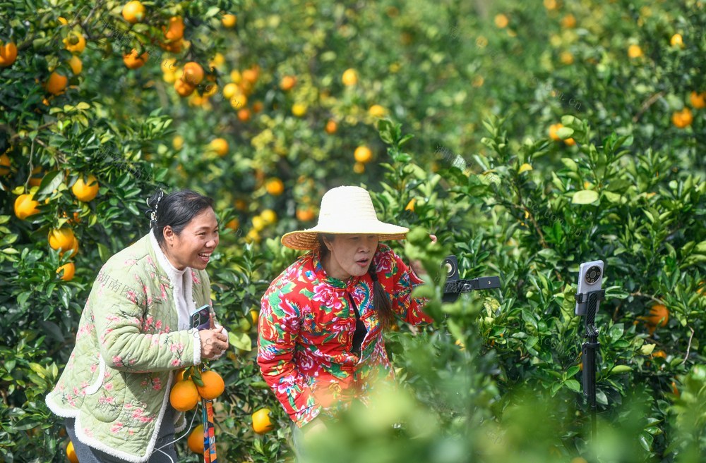 湖南道县：电商助力脐橙俏销